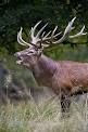 Deer - Wikipedia, the free encyclopedia