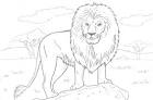 Lion coloring page