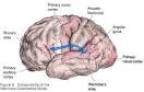 Apraxia - Modern Medical Guide