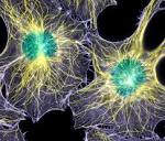 New study finds link between cell division and growth rate - MIT ...