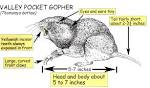 Gophers