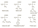 Amino Acid Structures