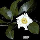<b>Flacourtiaceae</b>