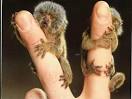 Very Small Monkeys - They range in length from 5 to 6 inches not ...