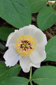 Image result for Paeonia japonica
