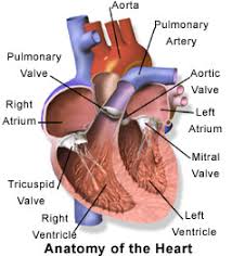 மாரடைப்பின் அறிகுறிகள் - Signs of Heart attack - வீடியோ இணைப்பு Images?q=tbn:ANd9GcQOv2XEtTJbomKqnOXjCxYuCFcfQa3EqOP6GJeeTeyQgK9WEwuR9w