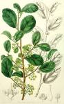 <b>Flacourtiaceae</b> DC.