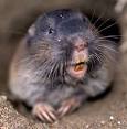 Pocket Gophers - Living with Wildlife | Washington Department of ...