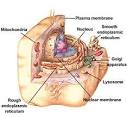 Hepatitis C :: The Facts : Viruses - The Host Cell