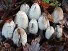 with which they interact to cause vomiting, headache and stomach cramps. - via Daymix