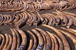 Elephant News « Elephant Ivory Project