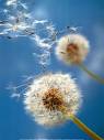 Dandelions Print by Henryk T. Kaiser at Art.