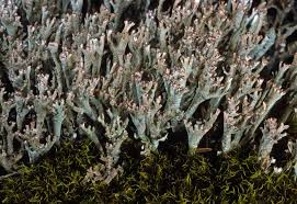 Image result for Cladonia degenerans var. corymbescens