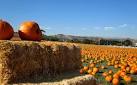 Cal Poly Pomonas Pumpkin Festival   Los Angeles Restaurants and