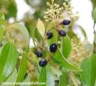 Cinnamon <b>Cinnamomum zeylanicum</b>