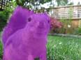 the purple squirrel