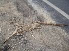 kangaroo skeleton - via Daymix