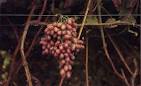 California Agriculture Online