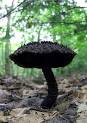 Mycology Resources