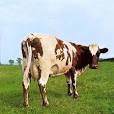 Atom Heart Mother by Pink Floyd : Reviews and Ratings - Rate Your ...