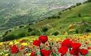 کوه های پر از گل و لاله - ایران - کردستان - زاگرس