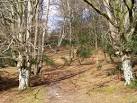 SU2707 : Beech woodland between Allum Green and Highland Water, New Forest - via Daymix