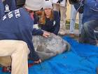 Rescue manatee mammal - via Daymix