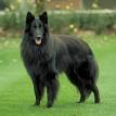 Groenendael Belgian Shepherd Puppies for Sale
