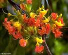 <b>Castanospermum</b> australe.