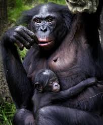 .::El Bonobo o Chimpancé Pigmeo::. Images?q=tbn:ANd9GcQQJemMXAN4HrM3VFgKO3YJSRvwUkpQ1AhQ64EJfNhAOCwoUiv2