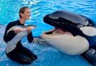 What must SeaWorld Do To Fix Shamu Show, Parks? | The Disney Blog