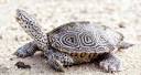 Diamondback Terrapin (from NC WINS) | NCpedia