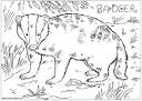 Badger coloring page