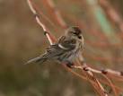 (Carduelis cabaret) - via Daymix