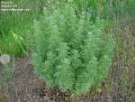 <b>Artemisia absinthium</b>
