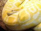 Burmese Python
