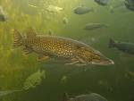 File:Esox Lucius.JPG - Wikipedia, the free encyclopedia