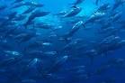 Mediterranean fish threatened with extinction - Al Jazeera English