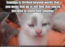 funny pictures kitten is not