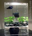 tropical fish tank pictures | Your Pet Friend