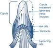 Balance Disorders