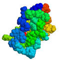 File:<b>Aprotinin</b>.png