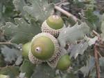 <b>pelit</b> - uludağ sözlük