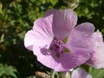 File:<b>Althaea</b> officinalis