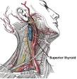 Infrahyoid branch of superior thyroid artery - Wikipedia, the free ...