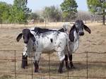http://upload.wikimedia.org/wikipedia/commons/d/dc/Brahman_cattle_SB001.jpg