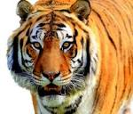Tiger Mom and ADHD?
