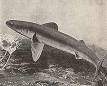 Cladoselachidae - Wikipedia, the free encyclopedia