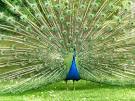  Picture Association, Part 2 - Games - English - The Free ... 