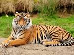Tiger calm » Tracie Nichols